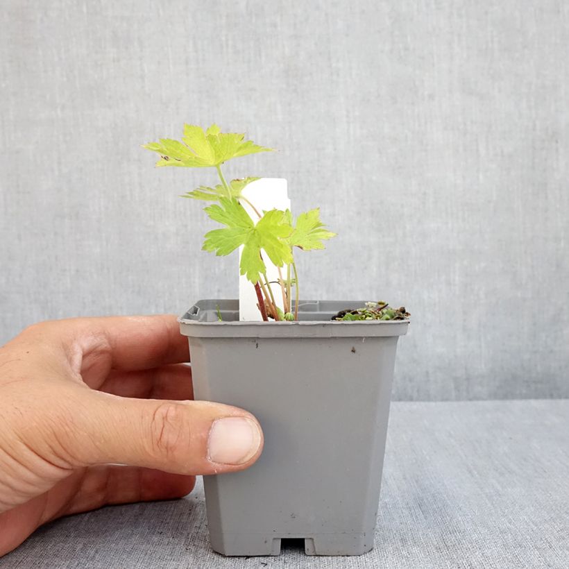 Exemplaar van Geranium Ann Folkard - Ooievaarsbek Kweekpotje van 8/9 cm zoals geleverd in de zomer