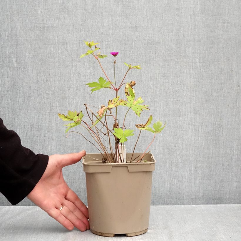 Example of Geranium Ann Folkard - Ooievaarsbek Pot van 2 l/3 l as you get in automne
