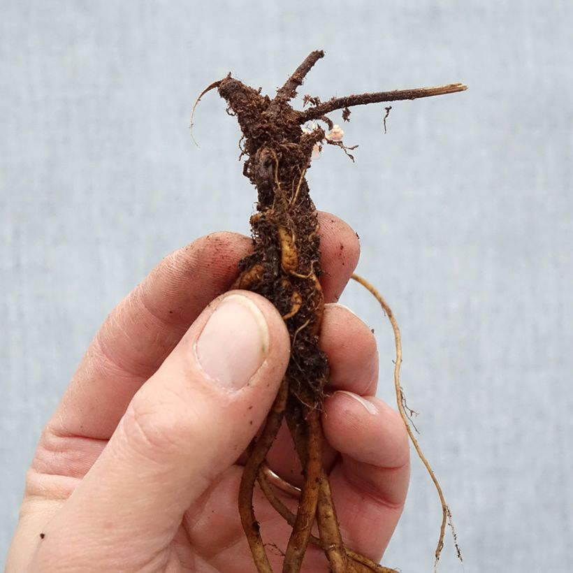 Example of Geranium Ann Folkard - Ooievaarsbek Naakte wortel as you get in hiver