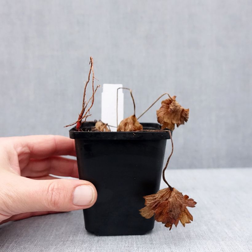 Example of Géranium vivace Anne's Family Carol Anne Kweekpotje van 8/9 cm as you get in hiver