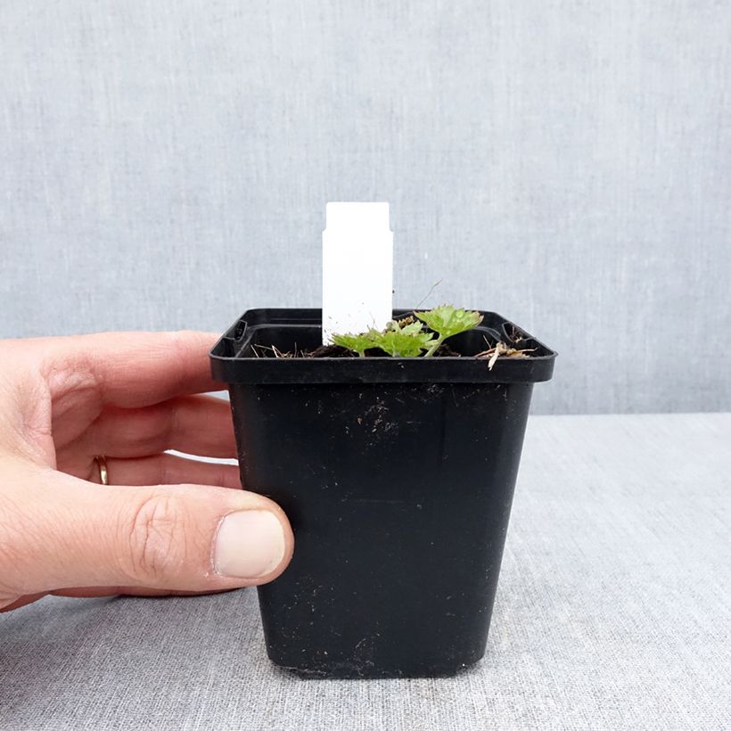 Exemplaar van Geranium sanguineum Anne's Family Carol Anne - Bloedooievaarsbek Kweekpotje van 8/9 cm zoals geleverd in de lente