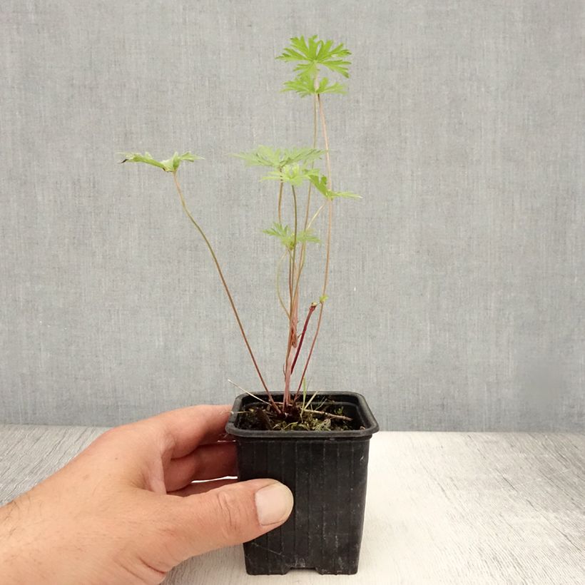 Exemplaar van Geranium collinum Blue Cloud - Ooievaarsbek Kweekpotje van 8/9 cm zoals geleverd in de zomer