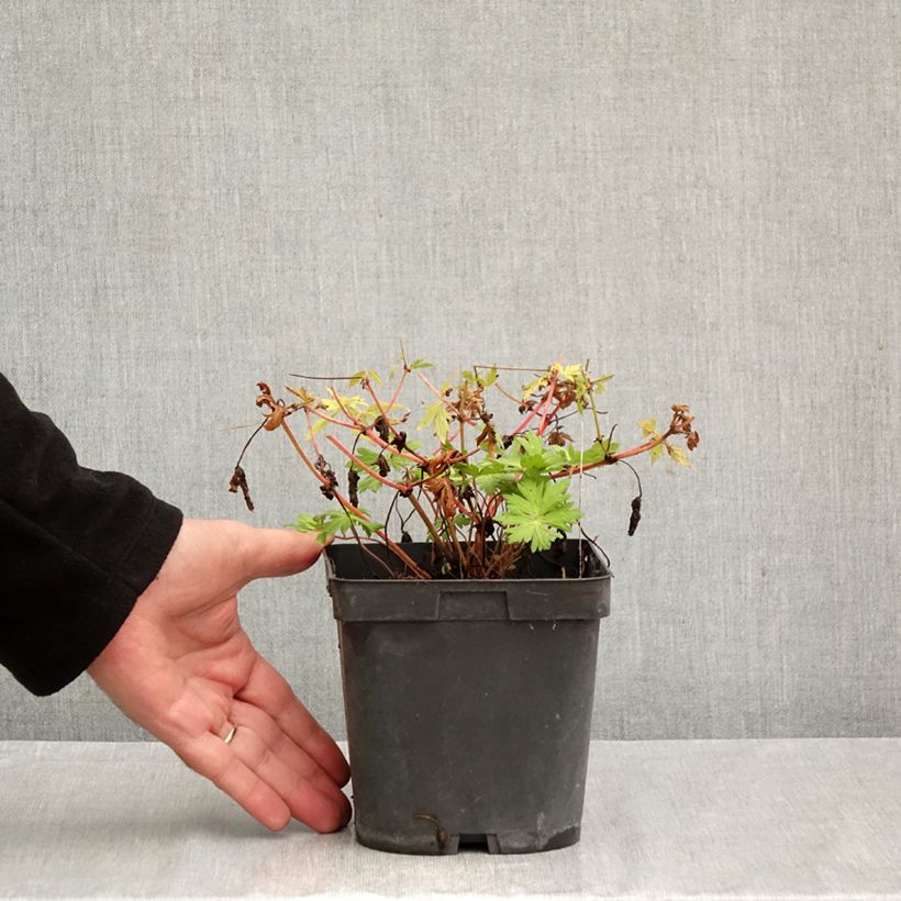 Exemplaar van Geranium Blue Sunrise - Ooievaarsbek Pot van 2 l/3 l zoals geleverd in de herfst