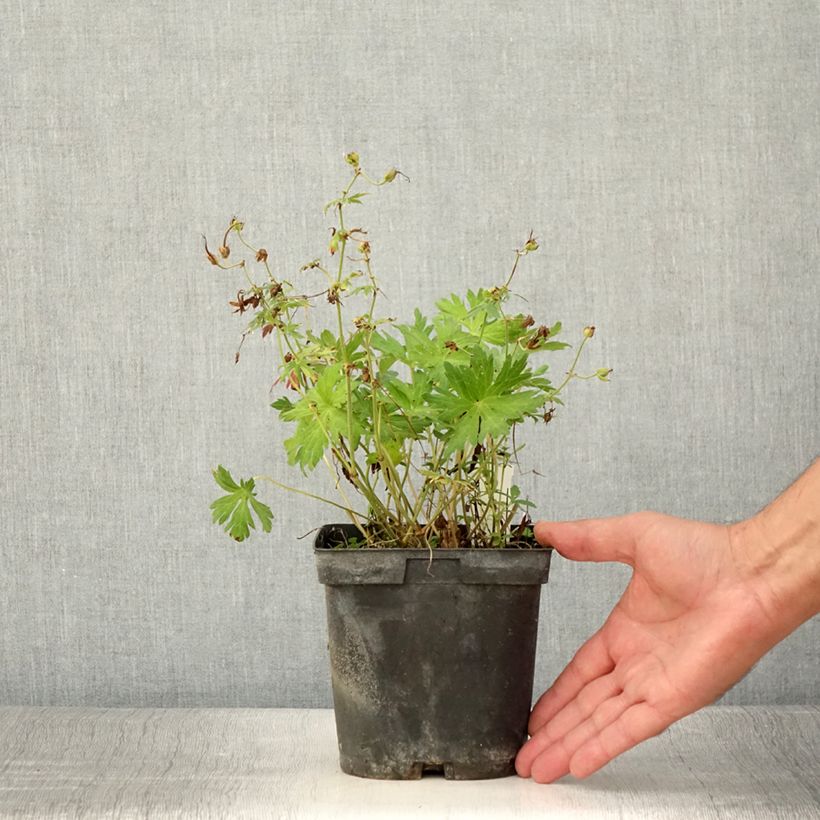Exemplaar van Geranium Blue Sunrise - Ooievaarsbek Pot van 2 l/3 l zoals geleverd in de zomer