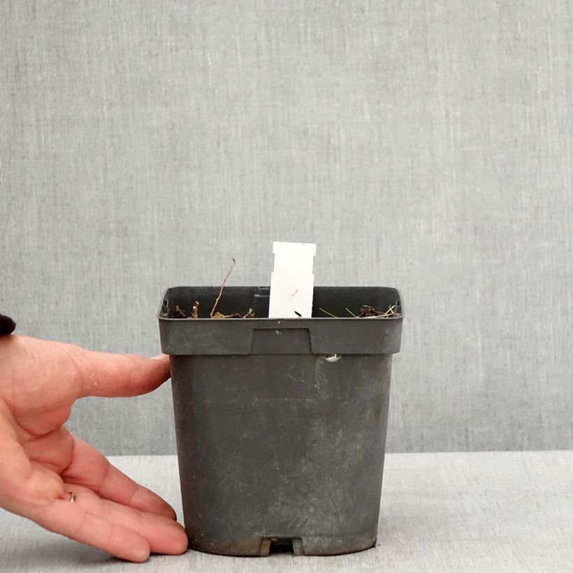 Exemplaar van Geranium Blue Sunrise - Ooievaarsbek Pot van 2 l/3 l zoals geleverd in de lente