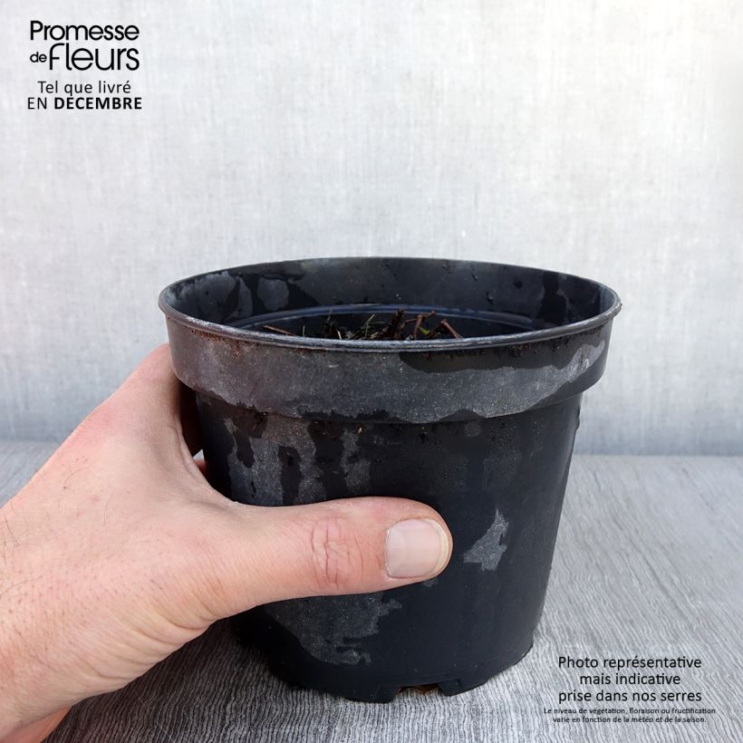 Exemplaar van Geranium sanguineum Blushing Turtle - Bloedooievaarsbek Pot van 2 l/3 l zoals geleverd in de herfst