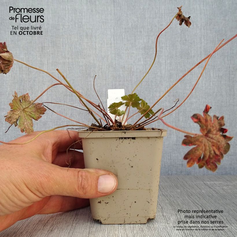 Exemplaar van Geranium Bob's Blunder - Ooievaarsbek Kweekpotje van 8/9 cm zoals geleverd in de herfst