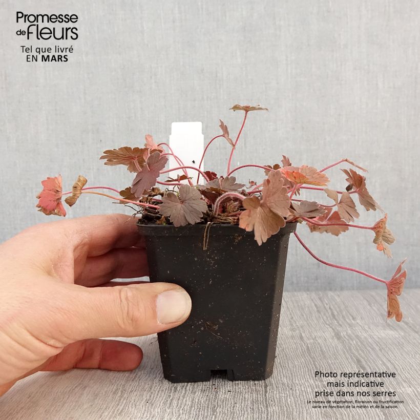 Exemplaar van Geranium Bob's Blunder - Ooievaarsbek Kweekpotje van 8/9 cm zoals geleverd in de lente