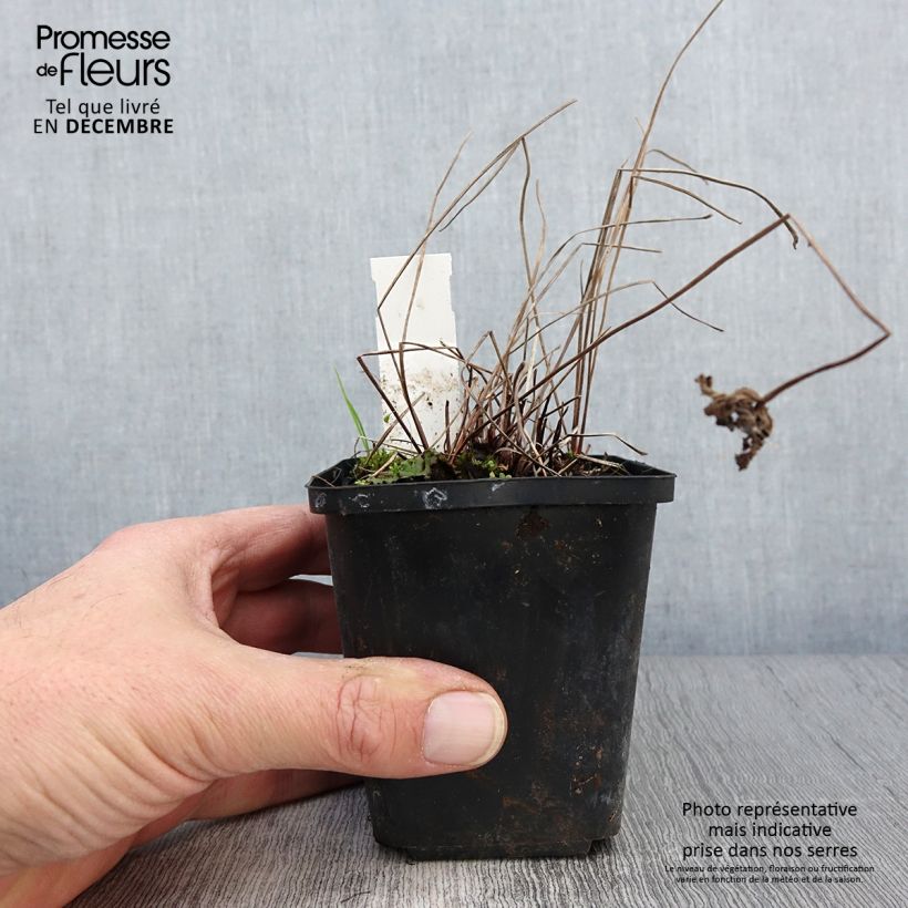Exemplaar van Geranium Brookside - Ooievaarsbek Kweekpotje van 8/9 cm zoals geleverd in de herfst