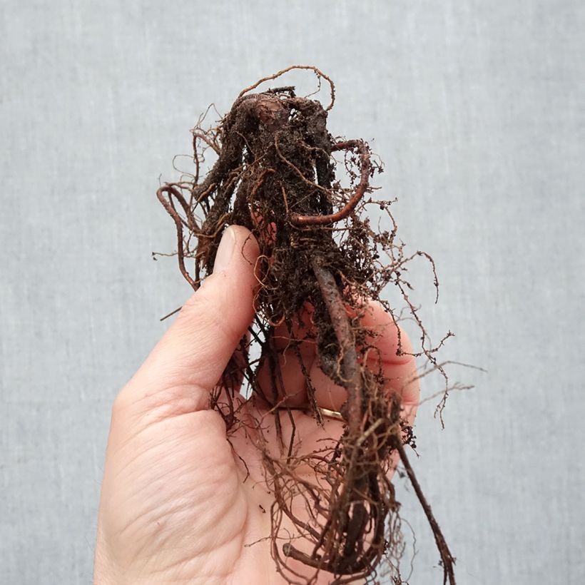 Exemplaar van Geranium Brookside - Ooievaarsbek Naakte wortel zoals geleverd in de winter