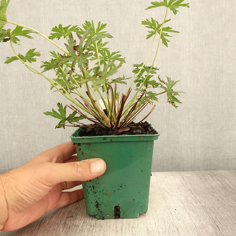 Exemplaar van Geranium Brookside - Ooievaarsbek Pot van 1 l/1,5 l zoals geleverd in de zomer