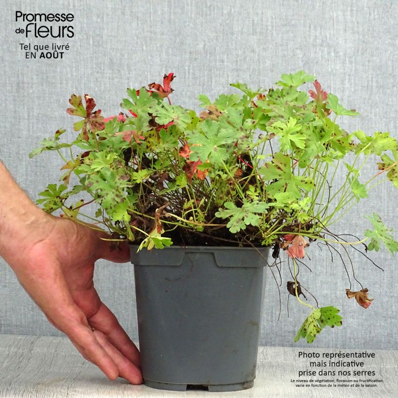 Exemplaar van Geranium cantabrigiense Biokovo - Ooievaarsbek Pot van 2 l/3 l zoals geleverd in de zomer