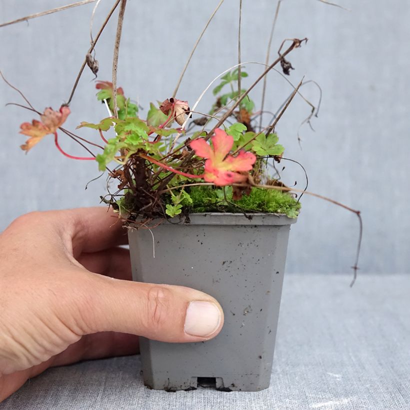 Exemplaar van Geranium cantabrigiense Cambridge - Ooievaarsbek Kweekpotje van 8/9 cm zoals geleverd in de herfst