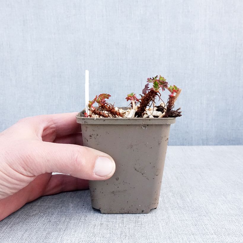 Example of Géranium vivace cantabrigiense Crystal Rose Kweekpotje van 8/9 cm as you get in hiver