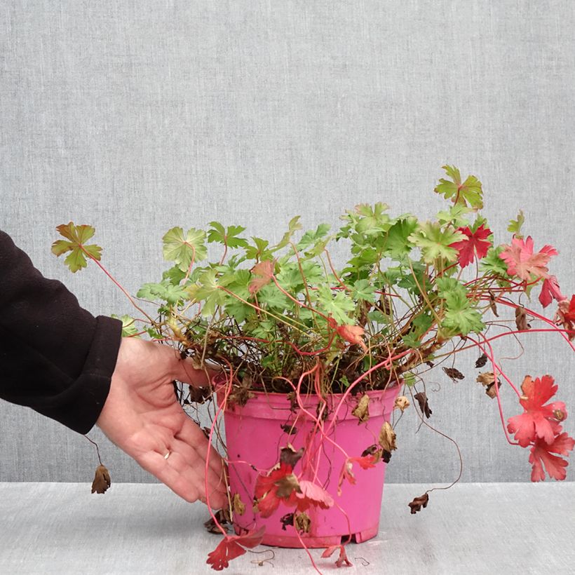 Example of Géranium vivace cantabrigiense Karmina Pot van 2 l/3 l as you get in automne