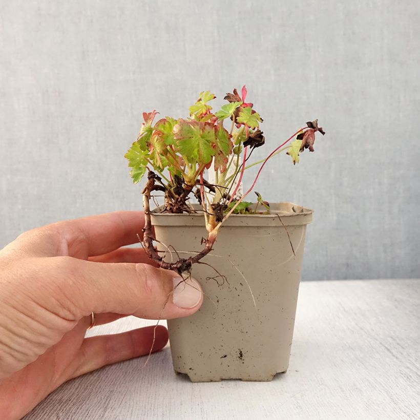 Exemplaar van Geranium cantabrigiense Westray - Ooievaarsbek Kweekpotje van 8/9 cm zoals geleverd in de zomer