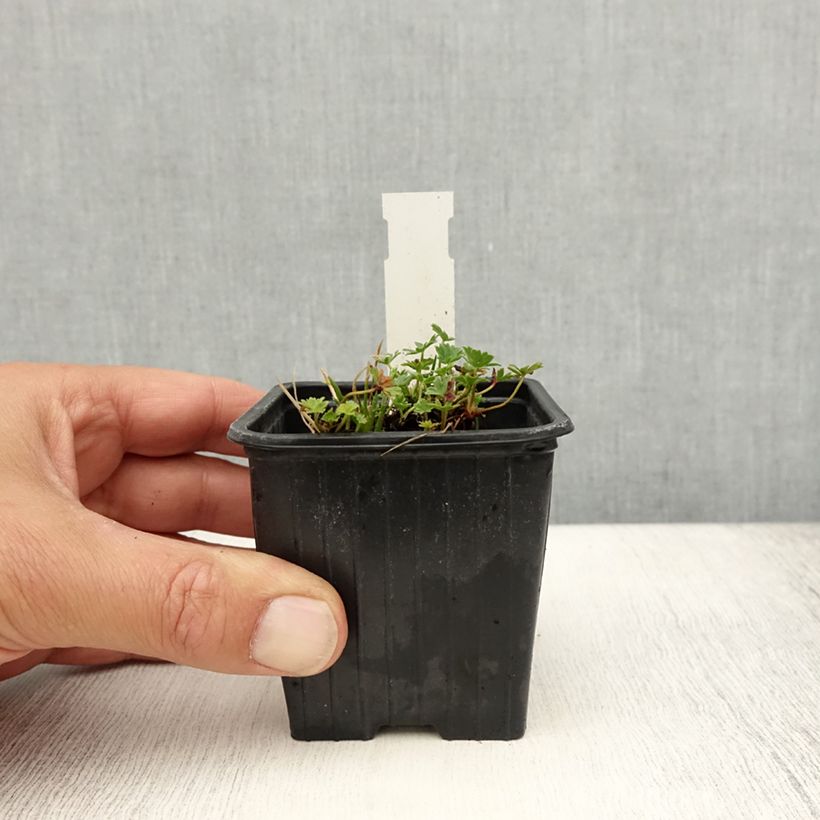 Exemplaar van Geranium cinereum Ballerina - Ooievaarsbek Kweekpotje van 8/9 cm zoals geleverd in de zomer