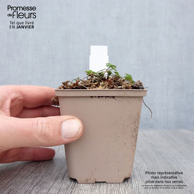 Example of Geranium cinereum Carol - Ooievaarsbek Kweekpotje van 8/9 cm as you get in hiver