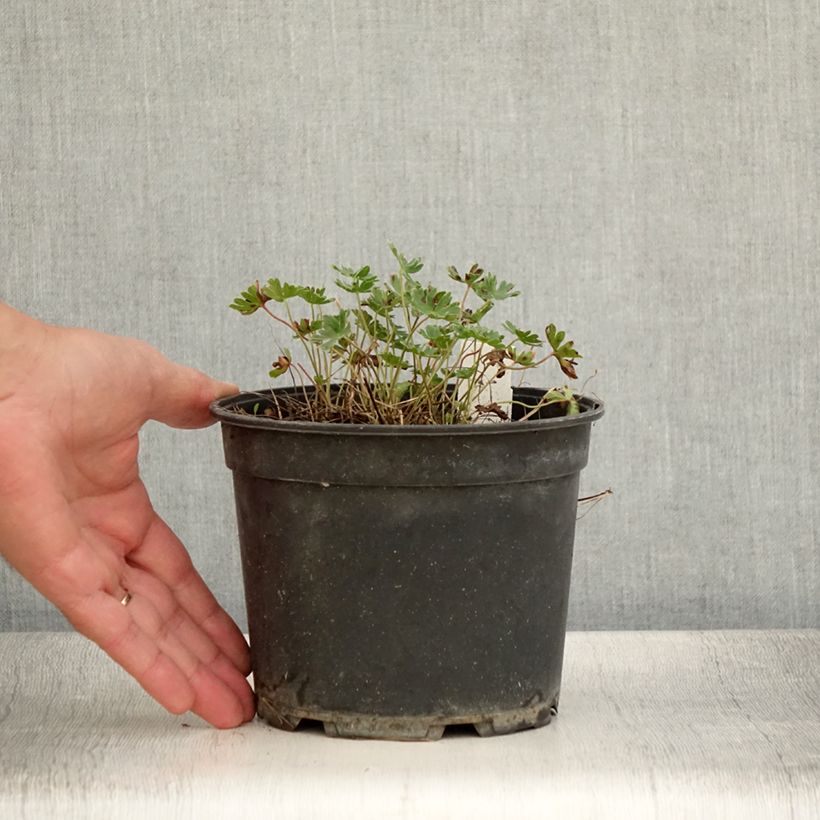 Exemplaar van Géranium vivace cinereum Jolly Jewel Night Pot de 2L/3L zoals geleverd in de zomer