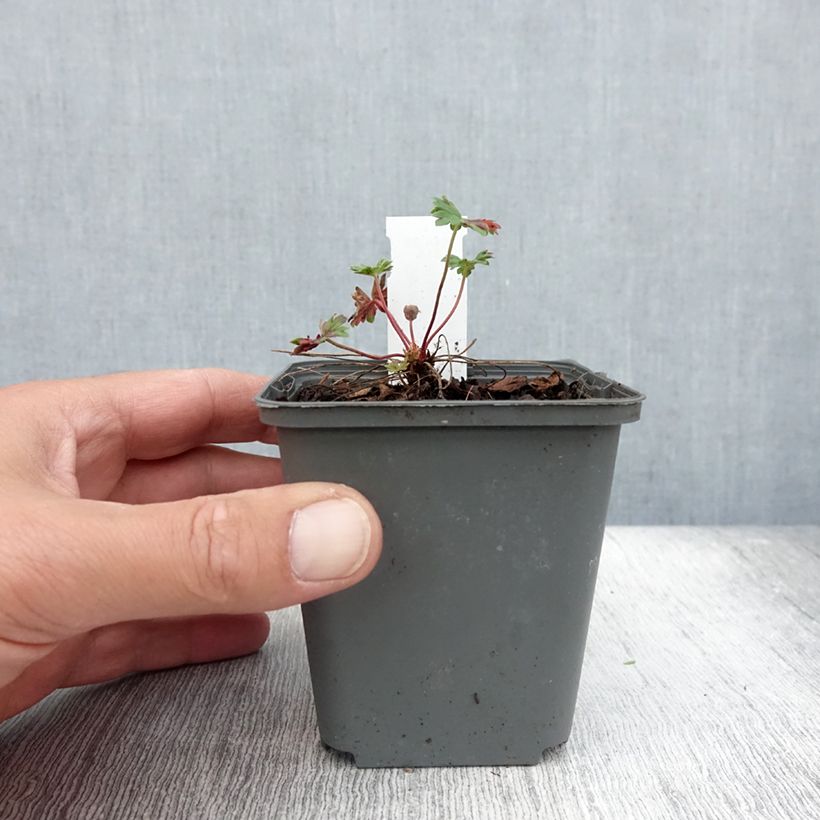 Exemplaar van Geranium cinereum Jolly Jewel Hot Pink - Ooievaarsbek Kweekpotje van 8/9 cm zoals geleverd in de zomer