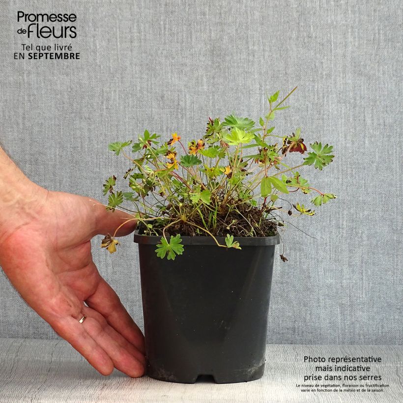 Exemplaar van Geranium cinereum Laurence Flatman - Ooievaarsbek Pot van 1,5 l/2 l zoals geleverd in de zomer
