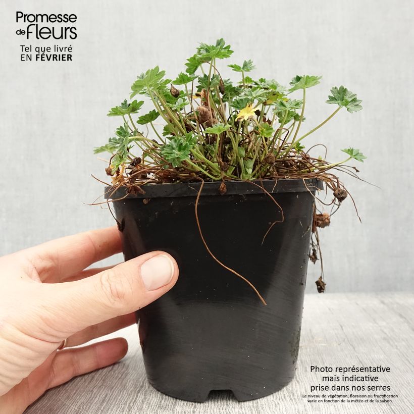 Example of Géranium vivace cinereum Laurence Flatman Pot van 1,5 l/2 l as you get in hiver