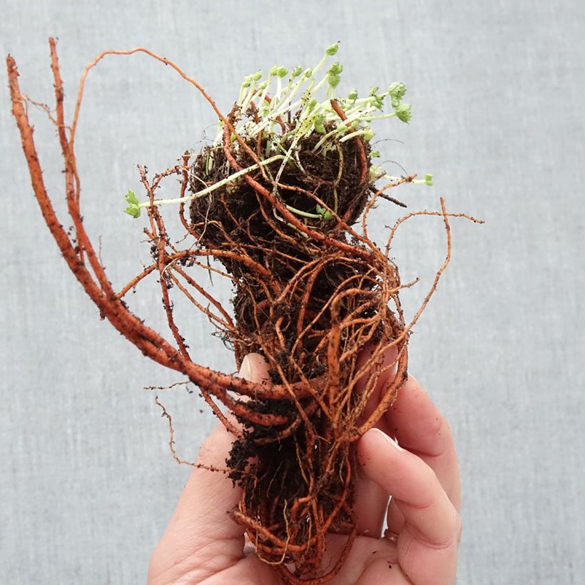 Example of Géranium vivace cinereum Laurence Flatman Naakte wortel as you get in hiver