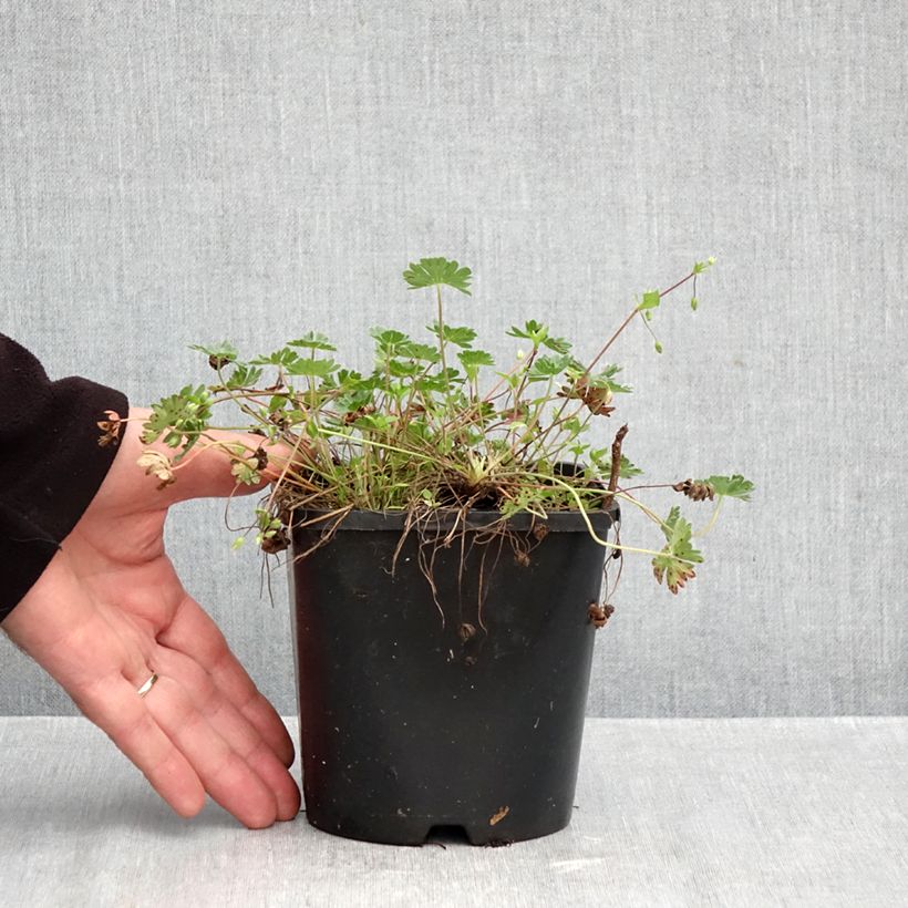 Exemplaar van Geranium cinereum subcaulescens Giuseppii - Ooievaarsbek Pot van 2 l/3 l zoals geleverd in de herfst
