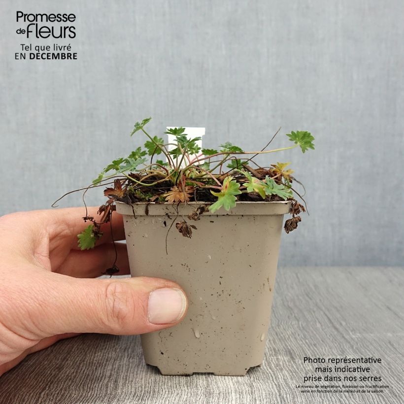 Exemplaar van Geranium cinereum subcaulescens - Ooievaarsbek Kweekpotje van 8/9 cm zoals geleverd in de herfst