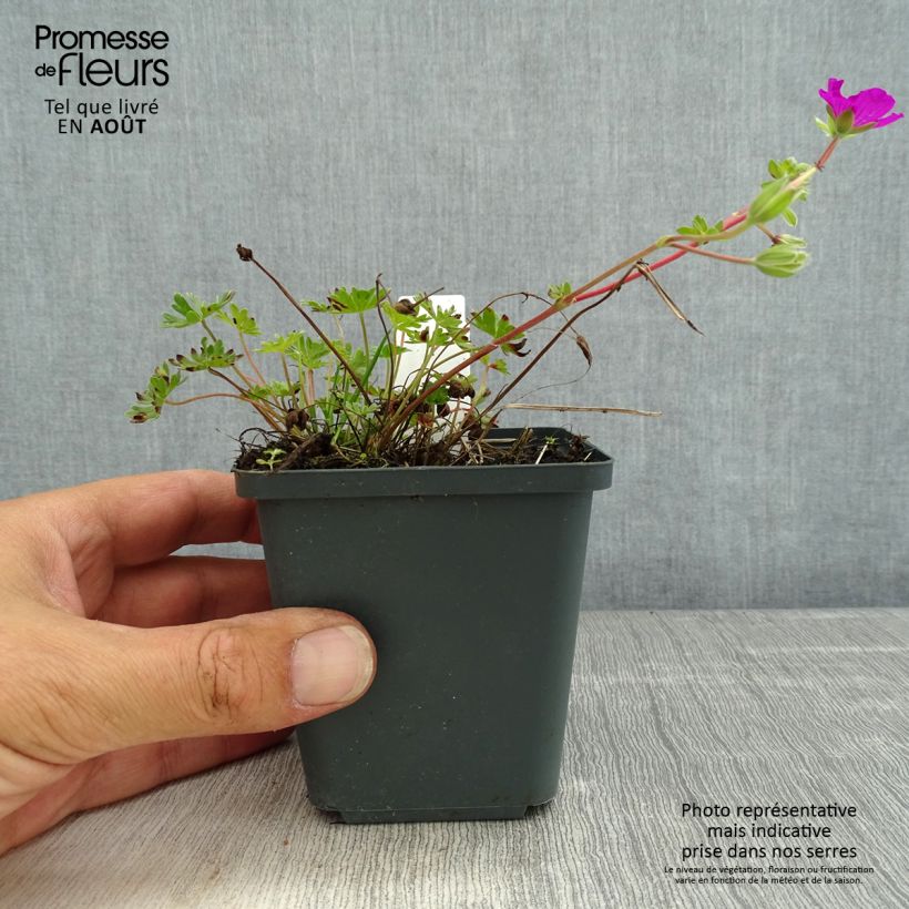 Exemplaar van Geranium cinereum subcaulescens - Ooievaarsbek Kweekpotje van 8/9 cm zoals geleverd in de zomer