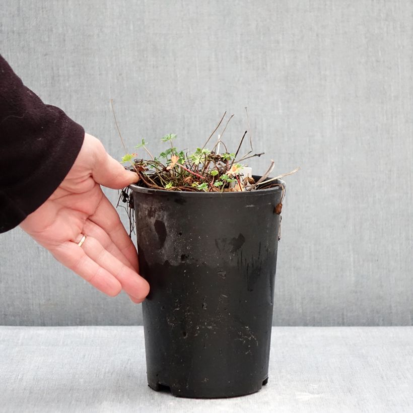 Exemplaar van Geranium cinereum subcaulescens - Ooievaarsbek Pot van 2 l/3 l zoals geleverd in de winter