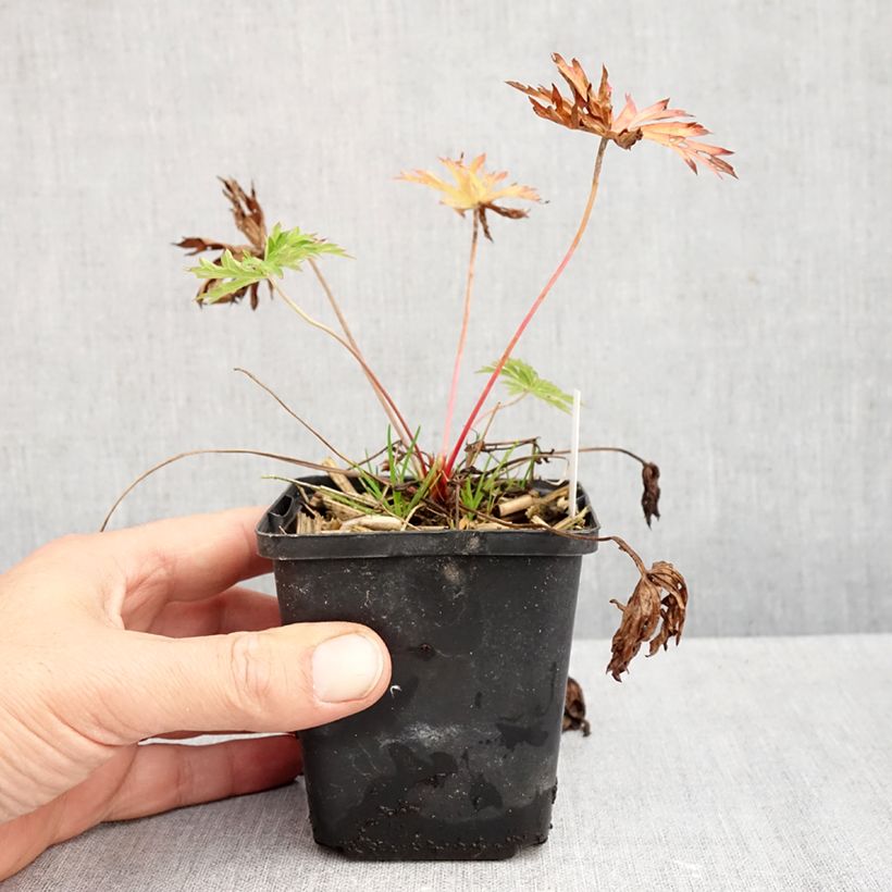 Exemplaar van Geranium clarkei Kashmir Blue - Ooievaarsbek Kweekpotje van 8/9 cm zoals geleverd in de herfst