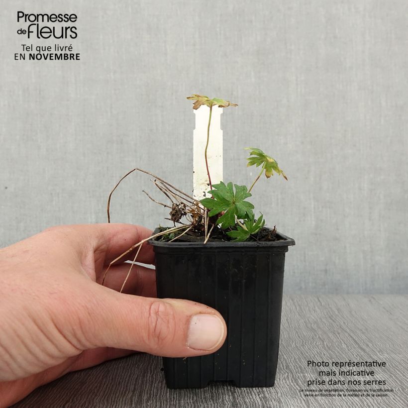 Exemplaar van Geranium clarkei Kashmir Purple - Ooievaarsbek Kweekpotje van 8/9 cm zoals geleverd in de herfst