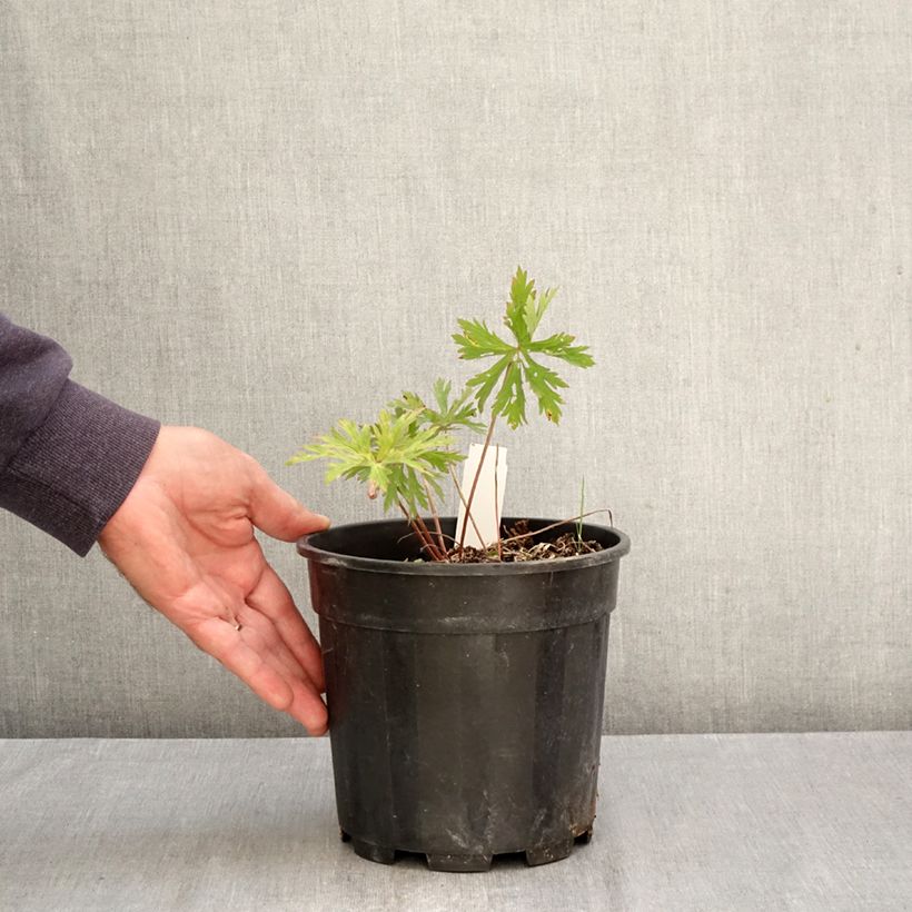 Exemplaar van Geranium clarkei Kashmir Purple - Ooievaarsbek Pot van 2 l/3 l zoals geleverd in de herfst
