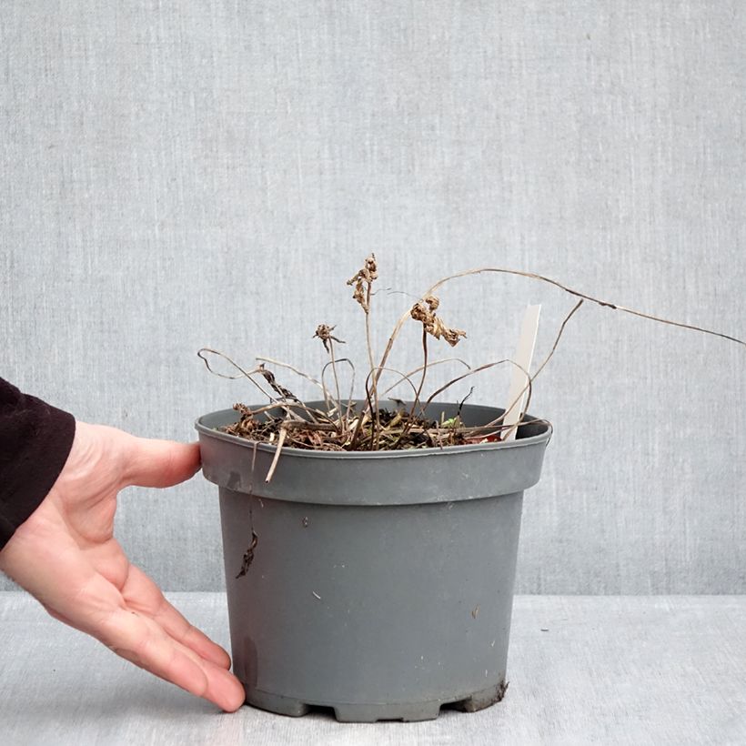 Exemplaar van Geranium clarkei Kashmir Purple - Ooievaarsbek Pot van 2 l/3 l zoals geleverd in de winter