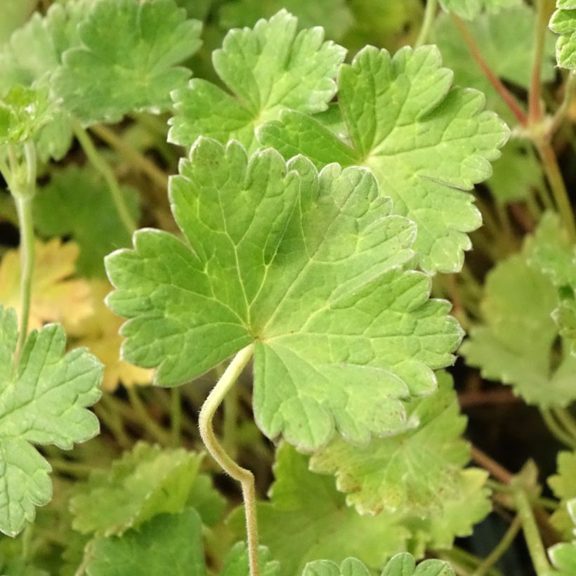 Geranium Coombland White - Ooievaarsbek (Blad)
