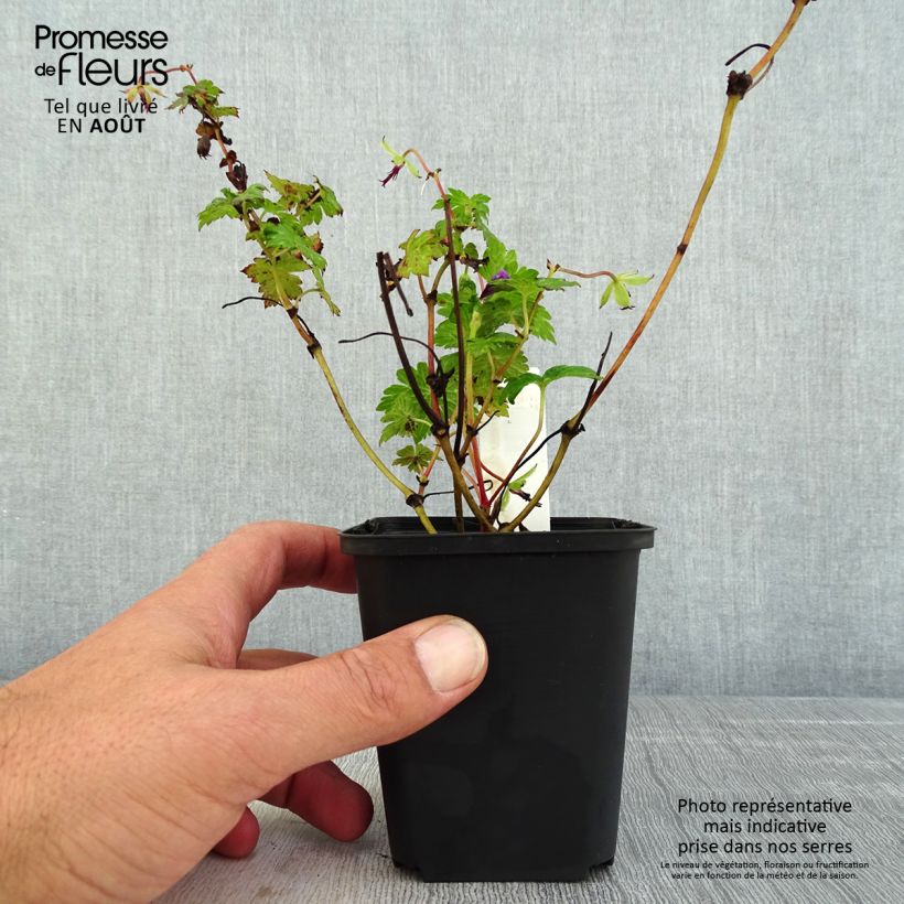 Exemplaar van Geranium Censation Daily Purple - ooievaarsbek Kweekpotje van 8/9 cm zoals geleverd in de zomer
