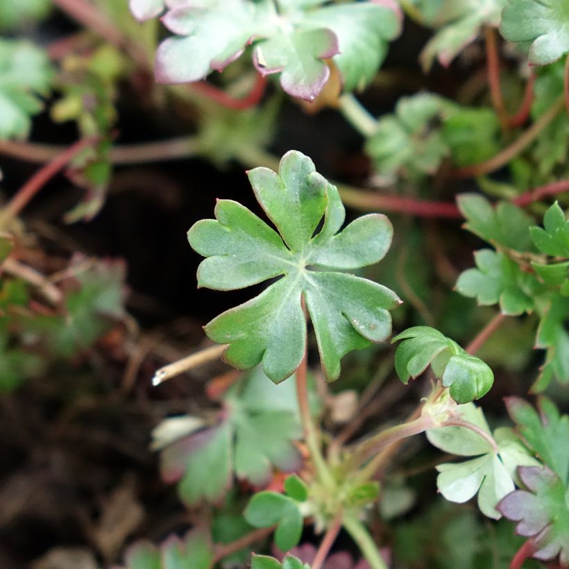 Geranium dalmaticum - Ooievaarsbek (Blad)