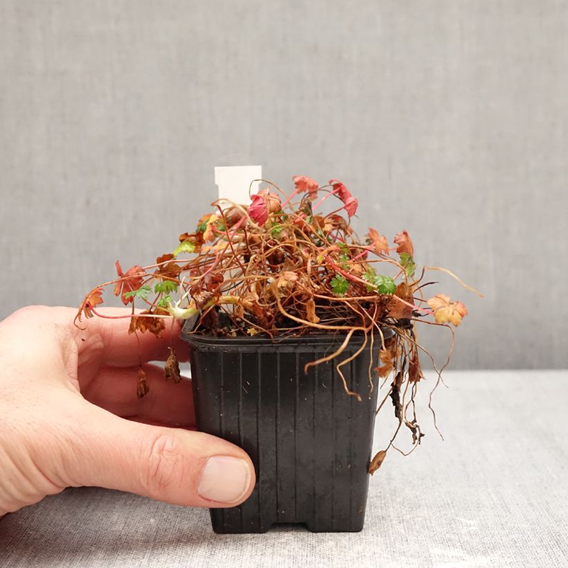 Exemplaar van Geranium dalmaticum - Ooievaarsbek Kweekpotje van 8/9 cm zoals geleverd in de winter