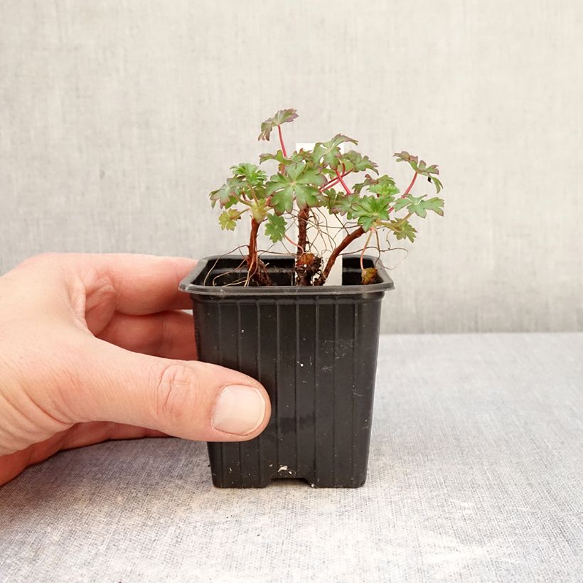 Exemplaar van Geranium dalmaticum - Ooievaarsbek Kweekpotje van 8/9 cm zoals geleverd in de lente