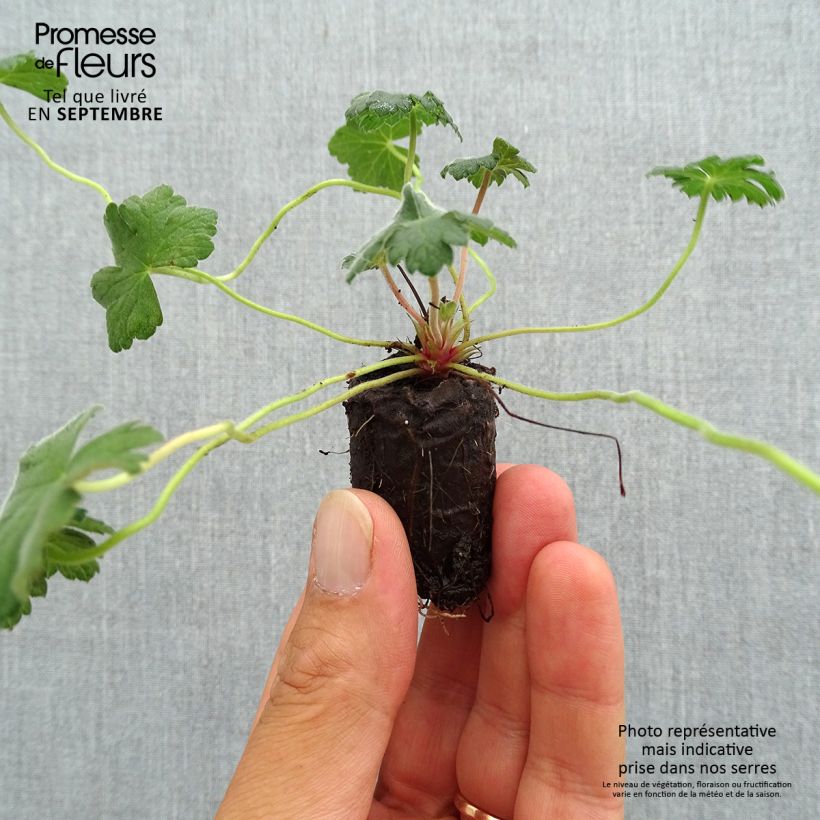 Example of Geranium Dreamland - Ooievaarsbek Mini-mot Ø 3/4 cm as you get in automne