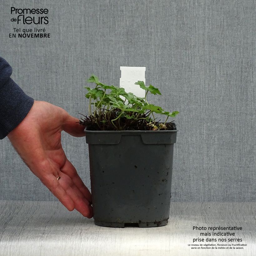 Exemplaar van Geranium Dreamland - Ooievaarsbek Pot van 2 l/3 l zoals geleverd in de herfst