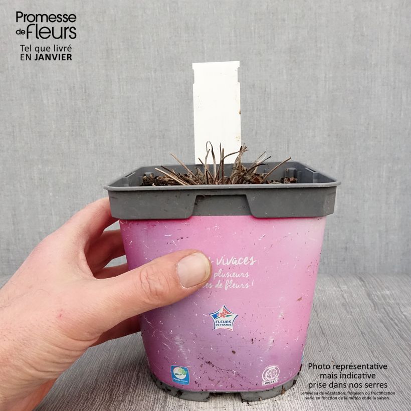 Example of Geranium Dreamland - Ooievaarsbek Pot van 2 l/3 l as you get in hiver