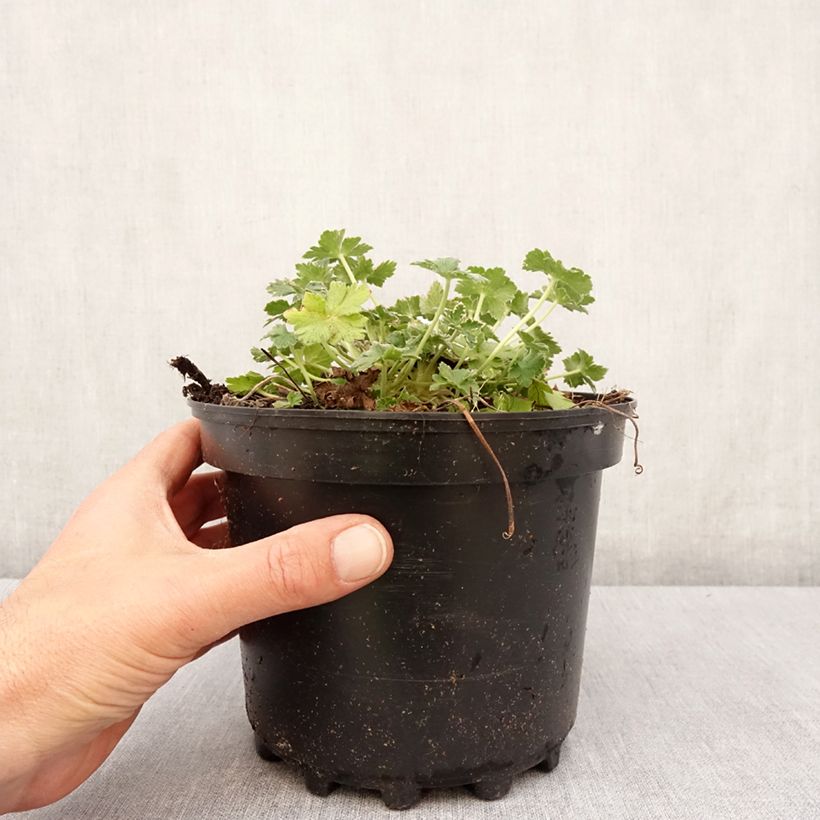 Exemplaar van Geranium Dreamland - Ooievaarsbek Pot van 2 l/3 l zoals geleverd in de lente