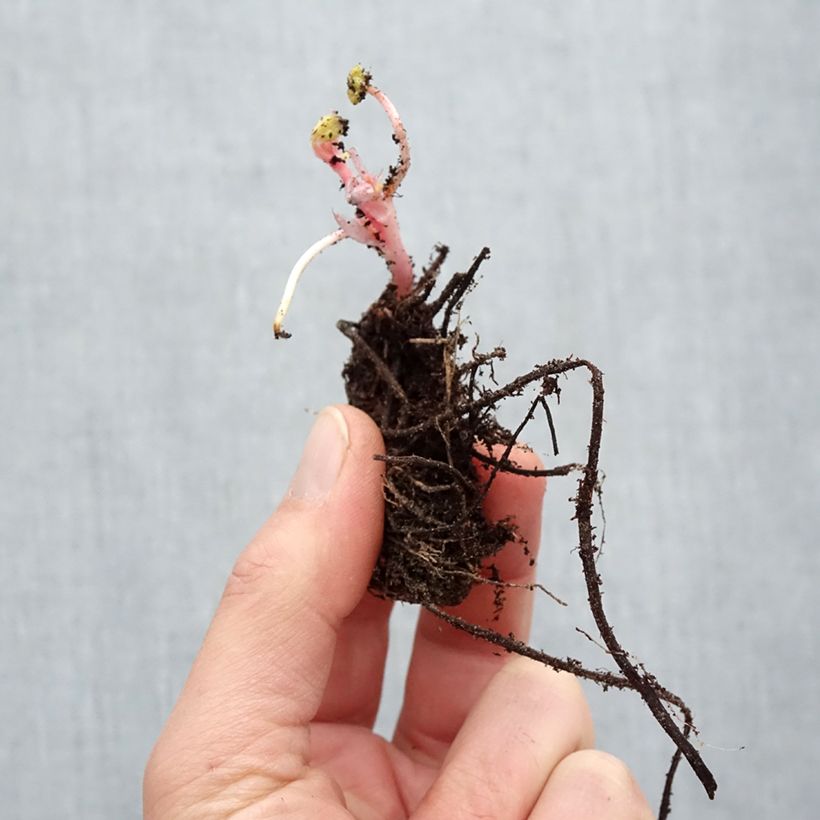 Example of Geranium endressii - Ooievaarsbek Naakte wortel as you get in hiver