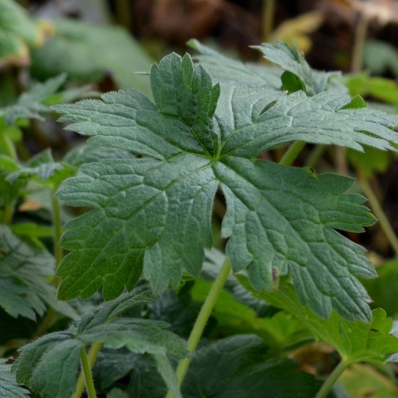 Geranium endressii Wargrave Pink - Ooievaarsbek (Foliage)