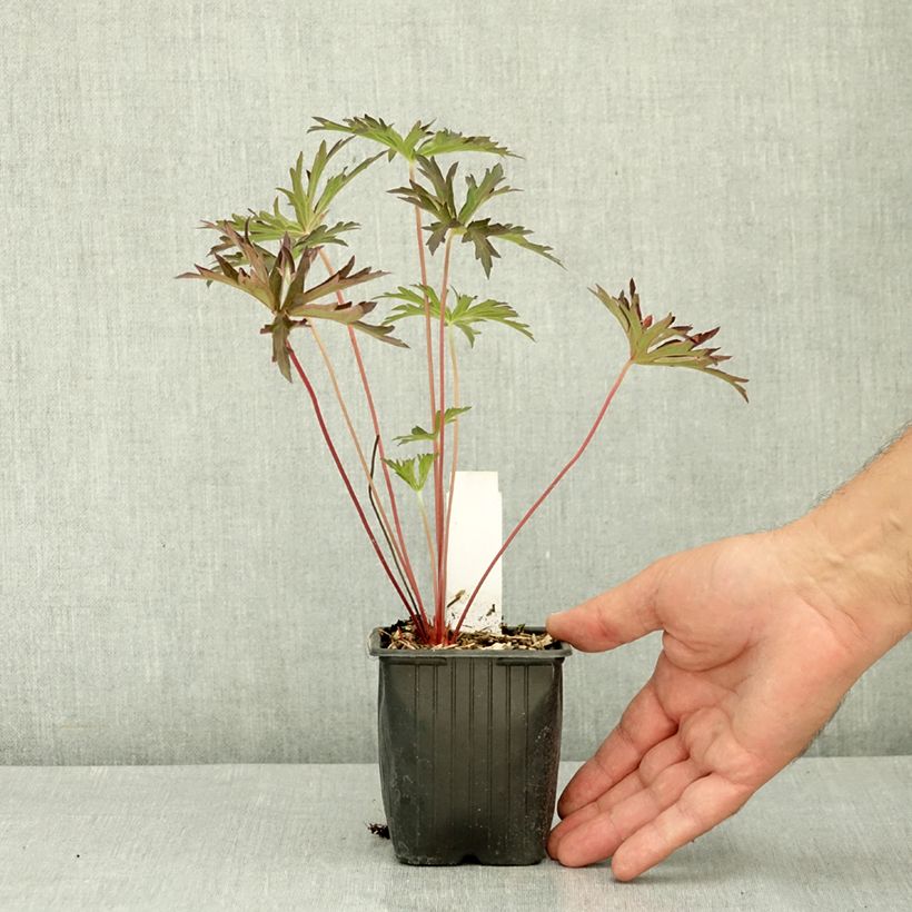 Exemplaar van Geranium pratense Femme Fatale - Beemdooievaarsbek Kweekpotje van 8/9 cm zoals geleverd in de zomer