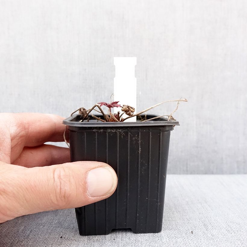 Example of Geranium pratense Femme Fatale - Beemdooievaarsbek Kweekpotje van 8/9 cm as you get in hiver