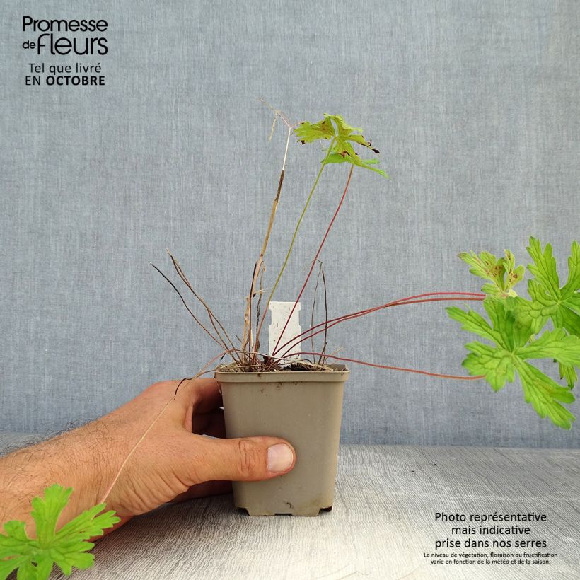 Exemplaar van Geranium himalayense Derrick Cook - Ooievaarsbek Kweekpotje van 8/9 cm zoals geleverd in de herfst