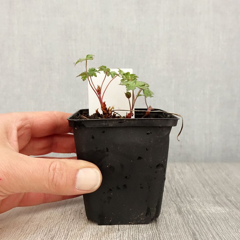 Exemplaar van Geranium himalayense Gravetye - Ooievaarsbek Kweekpotje van 8/9 cm zoals geleverd in de lente